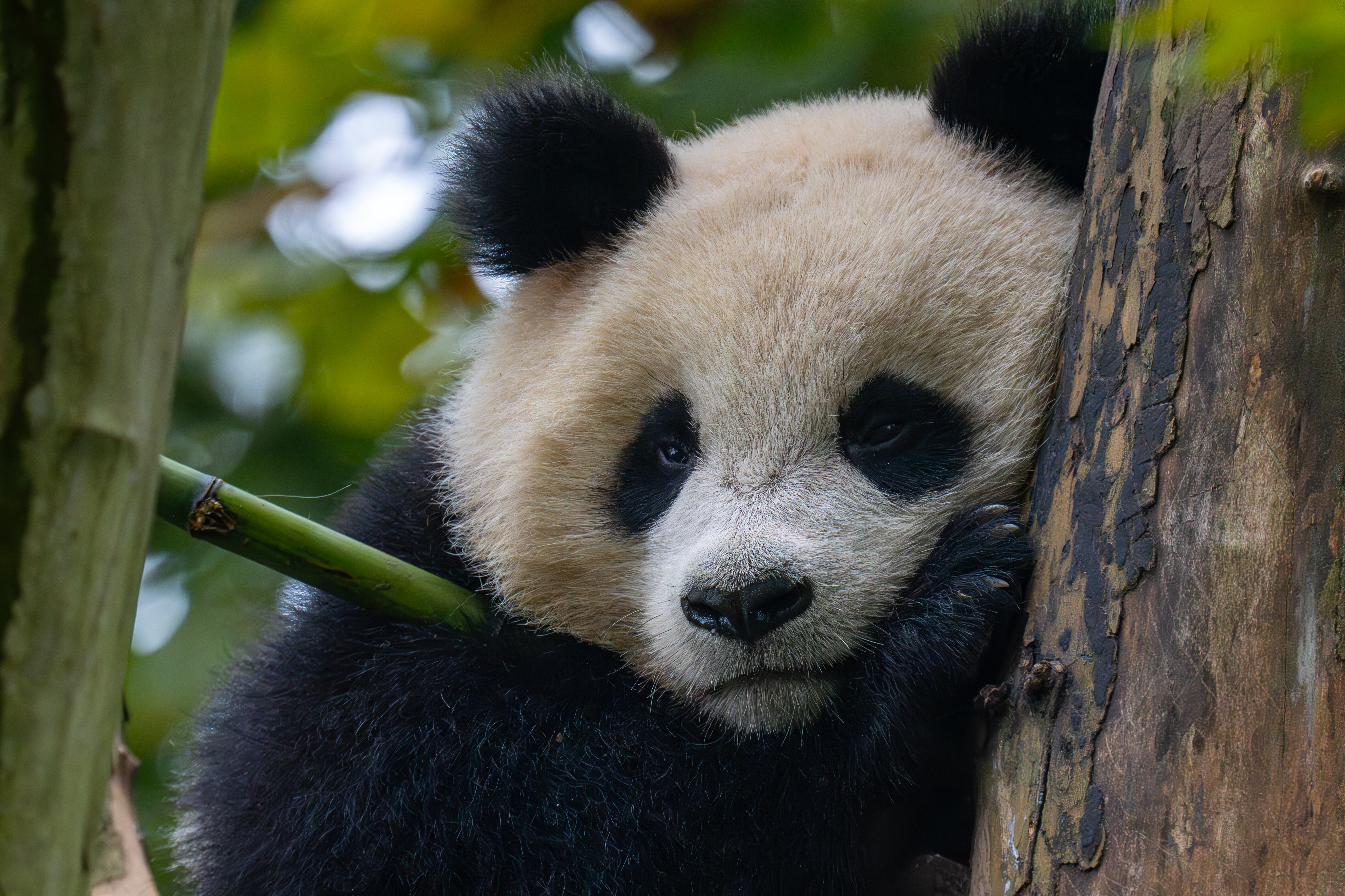 Wild Side of China 2026 | San Diego Zoo Wildlife Alliance Adventures